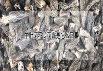 羊肚菌不长菌霜是怎么回事