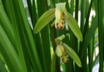 建兰的养殖多久？