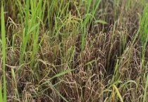 敌稗除草剂怎么使用 有哪些注意事项