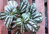 泡叶冷水花和薄荷的区别？