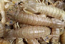 皮皮虾的公母怎么分