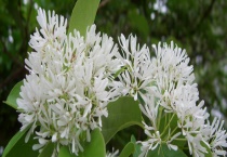 流苏树扦插技术 附流苏树的特征