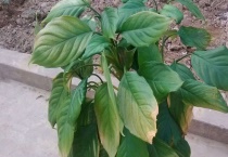 万年青是什么？