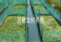泥鳅如何养殖