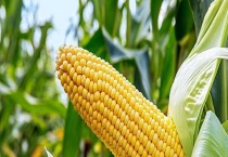 玉米的种植多久？