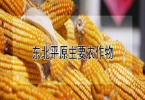 东北平原主要农作物