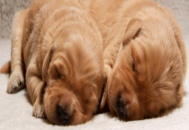 金毛主要吃什么 和拉布拉多哪个更适合家养