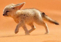 阔耳狐中国可以养吗？