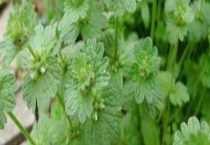 宝塔草和绿菊有什么不同 从形态、生长环境、应用上来区分