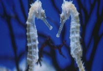 海马的繁殖方法 海马如何分公母