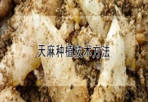 天麻种植技术多久？