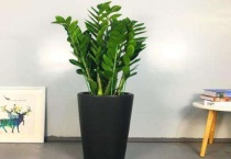 金钱树喜欢阳光吗？