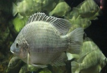 如何降低罗非鱼养殖成本 怎么科学施肥投饵