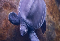 猪鼻龟吃什么比较好？猪鼻龟的饲料有哪些？