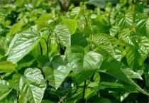 桑树是裸子植物还是被子植物