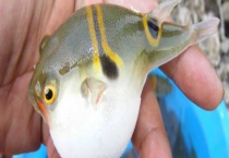 河豚是不是哺乳动物 河豚有什么习性特点