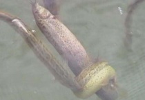 怎么看泥鳅要产卵了