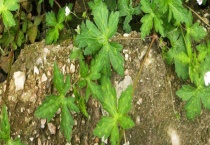 翻白草和委陵菜有什么不同 附翻白草和委陵菜的价值