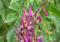 鸡血藤种子价格及种植方法 附播种多久？