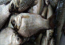 初春钓鲫鱼用什么饵料最好 自然饵料有哪些？