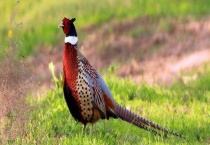 七彩山鸡的药用价值有哪些 主要吃什么食物