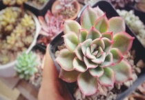 多肉瘪了是什么原因？