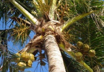 海边的树叫什么？