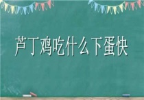 芦丁鸡吃什么下蛋快