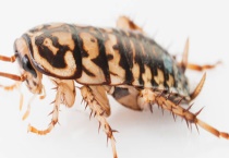 一只蟑螂能活多久？蟑螂吃什么？