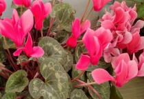 仙鹤来与仙客来的区别？