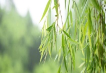 柳树靠什么传播种子的