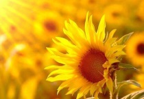 向日葵需要晒太阳吗？