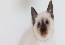 暹罗猫的性格怎样 饲养过程要注意什么？