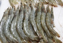 虾抱卵后的繁殖方法 抱卵虾怎么养