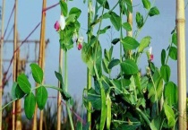 春天能种豌豆吗？