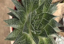 波路和十二卷的区别？