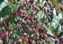 野花椒是什么 附野花椒的形态特征、生长环境