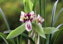 魔肥适用于什么花