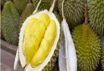 榴莲树几年结果？几月份成熟 有哪些品种