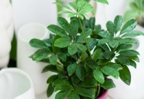 金钱树和摇钱树的区别？