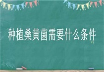 种植桑黄菌需要什么条件