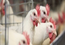 种鸡掉毛现象产生的原因 详细介绍