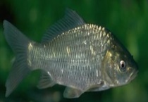 冬季钓鲫鱼饵料配方大全 详细如下