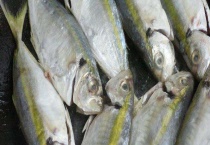 钓黄尾鱼饵料配方 附钓黄尾鱼的技巧