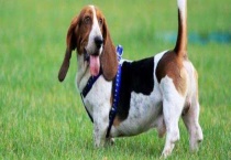 巴吉度犬智商高吗？性格特点及饲养多久？