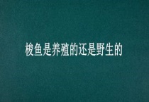 梭鱼是养殖的还是野生的