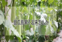 甜瓜膨果不起来怎么办？