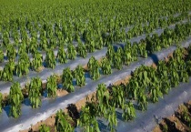 农作物氯元素不足该怎么办 通常会出现哪些症状