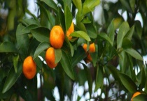 桔子树黄叶是什么原因？