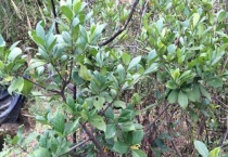 果树下种什么药材